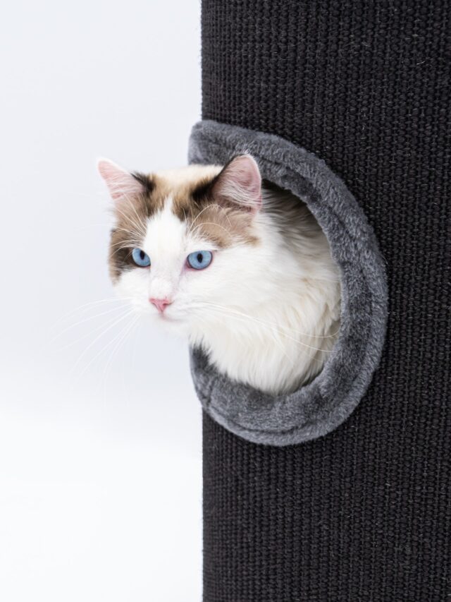 6 MOST LOYAL CAT BREEDS