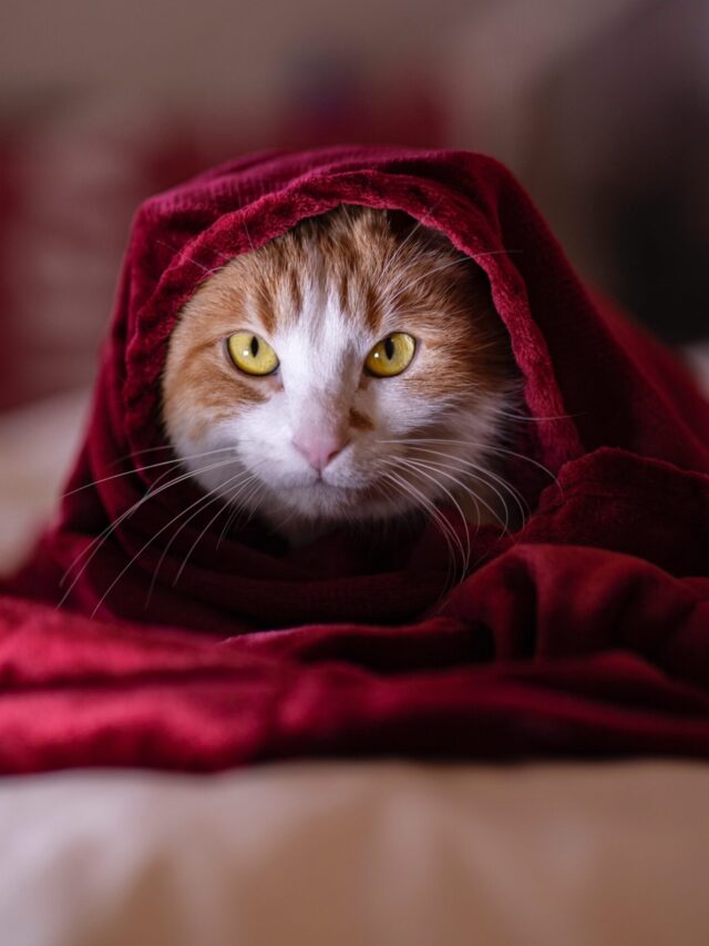 6 Most Loyal Cat Breeds