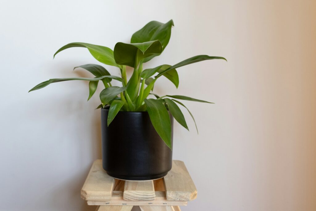 7 Best Indoor Tropical Plants To Make Your Home Cozy And Inviting