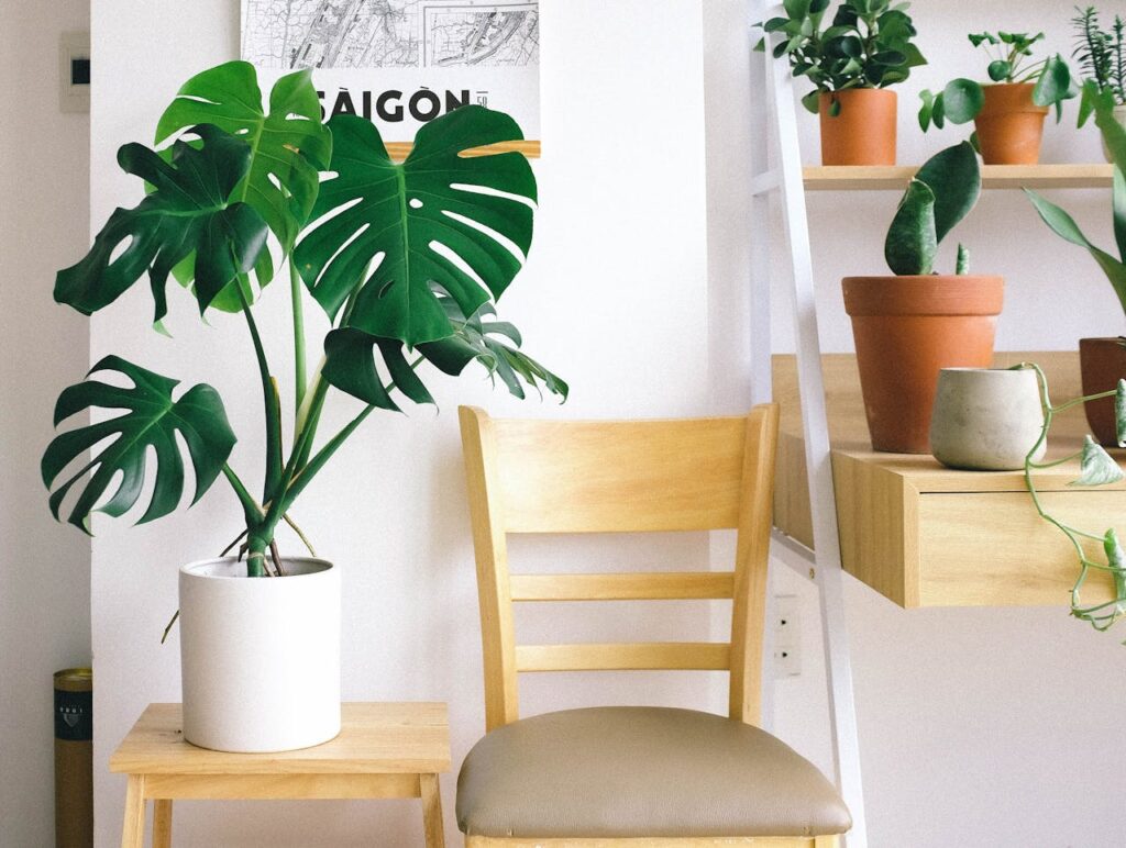 7 Best Indoor Tropical Plants To Make Your Home Cozy And Inviting